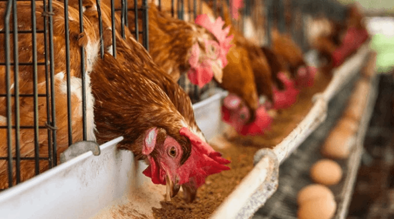 Wild Rooster Gallery